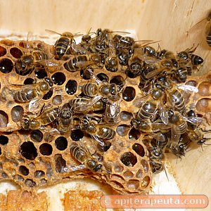 abejas en la caja de apiterapia HD